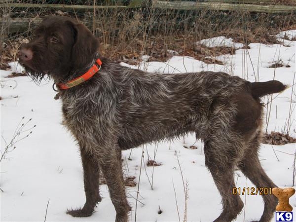 Wirehaired Pointing Griffon Puppies in MI